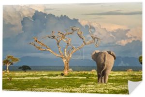 Słonie i góra Kilimandżaro w Parku Narodowym Amboseli 