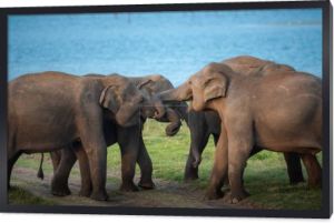 duża grupa słoni wypasających się na zielonej trawie w słoneczny dzień
