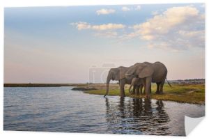 Dwa dorosłe słonie i mała (Loxodonta africana) piją