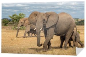 Stado słoni spacerujących w sezonie zielonym w rezerwacie gier Mashatu w bloku Tuli w Botswanie.