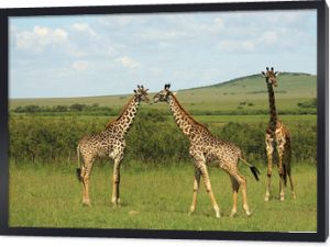 Trzy żyrafy afrykańskie w Afryce Masai Mara w Kenii.