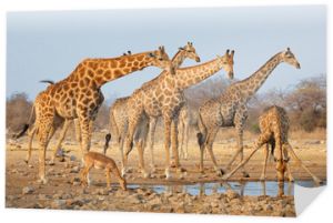 Stado żyraf (Giraffa camelopardalis) przy wodopoju, Park Narodowy Etosha, Namibia.