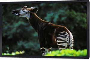 Okapi, okapia johnstoni, Adult licking its Nose