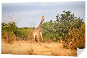 giraffe in tsavo east national park