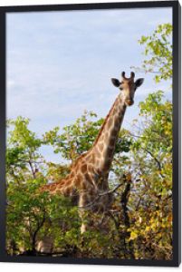 ciekawa żyrafa w parku narodowym Krugera, RPA
