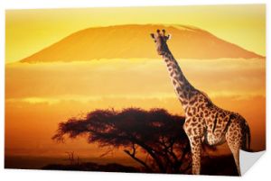 Żyrafa na sawannie. Kilimandżaro o zachodzie słońca. Safari