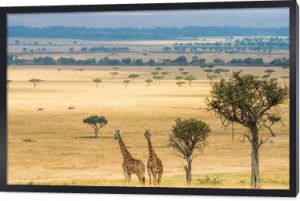 Dwie żyrafy w sawannie. Kenia. Tanzania. Wschodnia Afryka. Doskonała ilustracja.