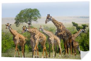 Grupa żyraf w sawannie. Kenia. Tanzania. Wschodnia Afryka. Doskonała ilustracja.