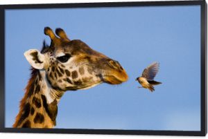 Żyrafa z ptakiem. Rzadkie zdjęcie. Kenia. Tanzania. Wschodnia Afryka. Doskonała ilustracja.