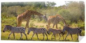 Dwie żyrafy na sawannie z zebrami. Kenia. Tanzania. Wschodnia Afryka. Doskonała ilustracja.