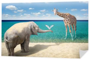 Słoń, mewa i żyrafa na plaży?
