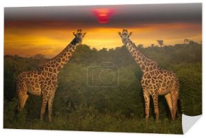 Piękne zdjęcia afrykańskiego słońca i wschodu słońca z żyrafami