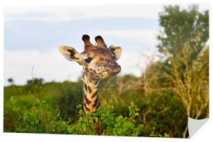 Żyrafy w Tsavo East, Tsavo West i Amboseli National Park w Kenii 