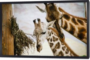 Piękna żyrafa pieści swoje dziecko. Giraffa camelopardalis