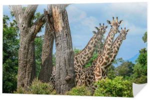 Żyrafy w Mikumi Park Narodowy, Tanzania