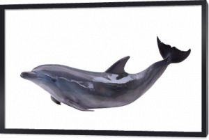 ciemnoszary odizolowany delfin