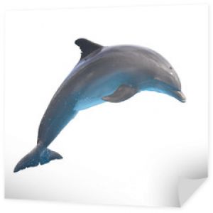 skaczący delfin na białym