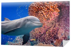 delfin pod wodą na tle rafy