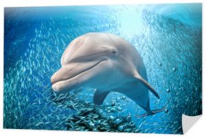 delfin pod wodą na niebieskim tle oceanu
