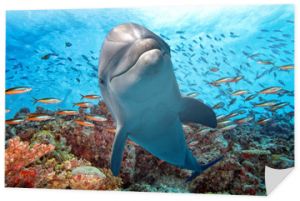 delfin pod wodą na rafie z bliska