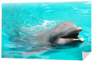 Szczęśliwy uśmiechnięty delfin