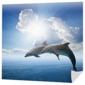 Skoki delfinów