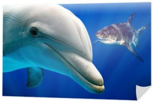 biały rekin i delfin pod wodą