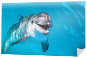 Portret delfina patrząc na ciebie z otwartymi ustami