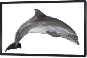 szary delfin butlonosy na białym tle