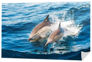delfiny wyskakujące z wody