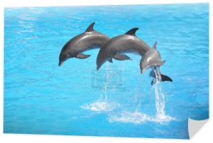 trzy delfiny