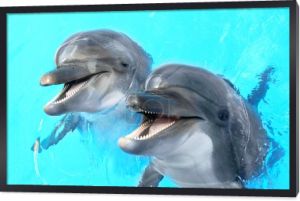 Cieszę się, że piękny Delfin uśmiechający się w wodzie niebieski basen na 
