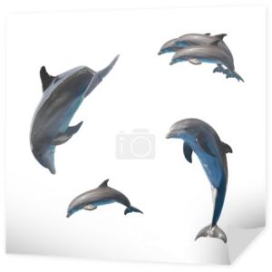 Jumping dolphins on white