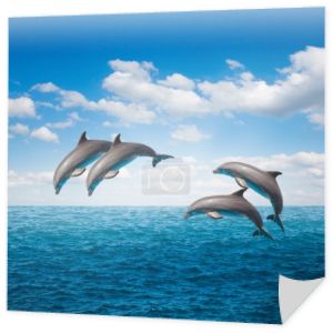 opakowanie skokowe delfiny