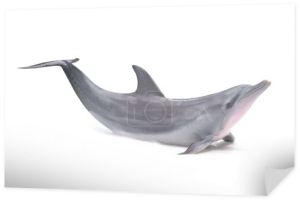 Delfin na białym tle