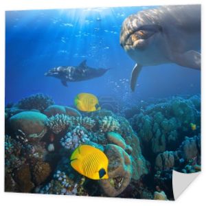 podwodne sceny z dwa delfiny i żółta ryba z tłem Koral