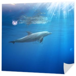 seascape tropikalny z dzikiego delfina pływanie pod wodą blisko powierzchni morza między promieniami słońca