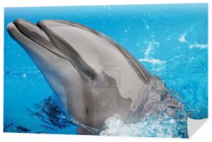 Delfin w delfinarium