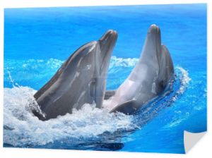 para delfinów w błękitne wody.