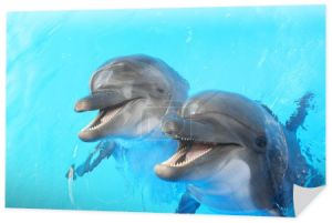 delfiny pływają w basenie