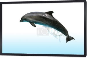 skoki delfinów