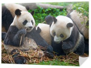 Misie pandy jedzą razem