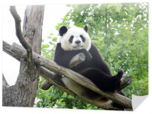 Wielka Panda 2