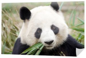 Panda wielka jedząca bambus, Chengdu, Chiny