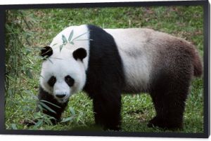 portret miłego misia panda chodzącego w letnim środowisku