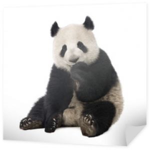 Panda wielka (18 miesięcy) - Ailuropoda melanoleuca
