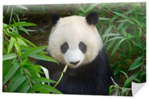 Głodny miś panda jedzący bambus