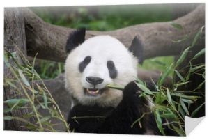 Panda wielka zjada bambus
