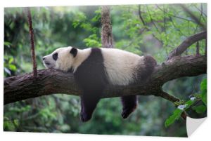 Leniwy niedźwiedź panda śpi na gałęzi drzewa, Chiny Wildlife. Rezerwat przyrody Bifengxia, prowincja Syczuan.