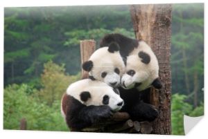 trzech pandy